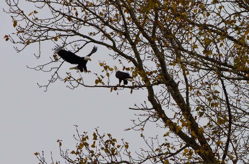 Bald Eagle Landing In Tree